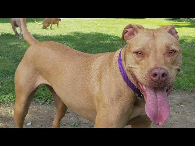 Meet Mady, Rescued Pit Bull Maced by Mailman & taken from owners