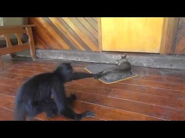 El Monkey vs. El Cat. And the winner is...