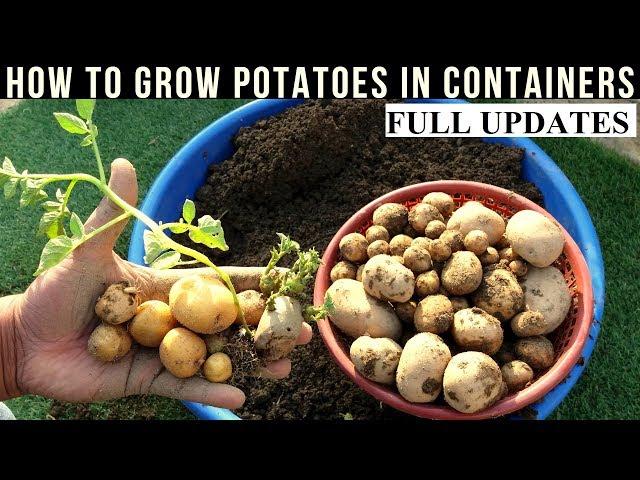 How To Grow Potatoes At Home (With Full Updates)