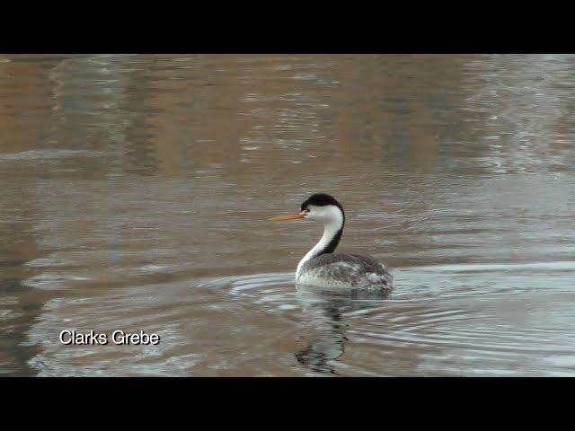 Wildlife Montage - Carburn Park