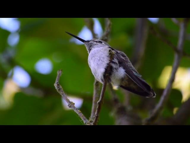 Hummingbird Flutter