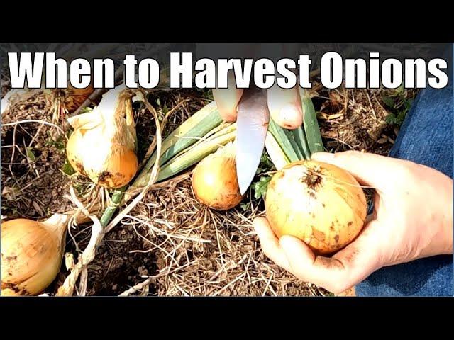 Harvesting, Processing and Storing Onions