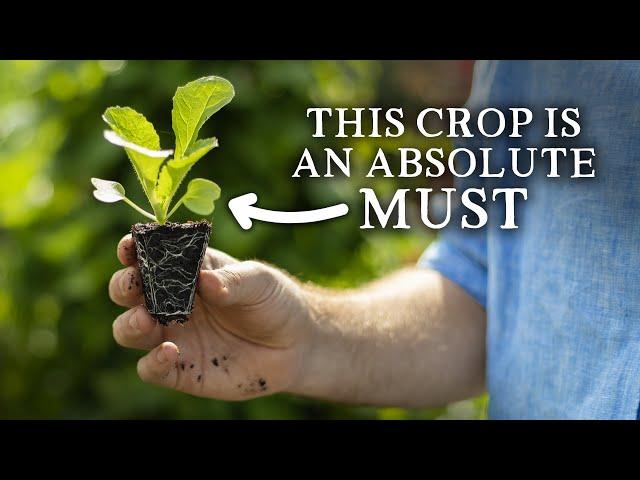 10 Most Productive Crops to Sow in August