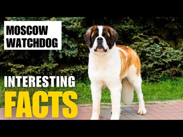 Exploring the Fascinating World of   Moscow Watchdog | Interesting Facts | The Beast World