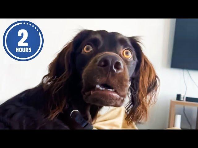 CLASSIC Dog Videos!   | 2 HOURS of FUNNY Clips