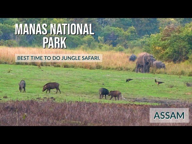 Manas National Park Wildlife Safari, Assam | Best place to stay in this tiger reserve.