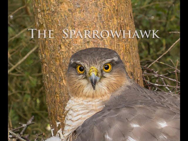 The Elusive Sparrowhawk (Long Version)