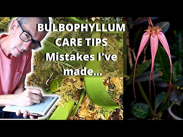 BULBOPHYLLUM ELIZABETH ANN BUCKLEBERRY CARE TIPS - Avoid My Mistakes!