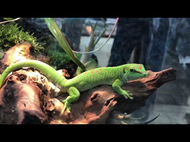 Crimson Day Gecko sale price $250.00 CAN at Local Pet Store.