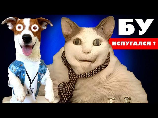 БУ испугался ► Собака vs Кот