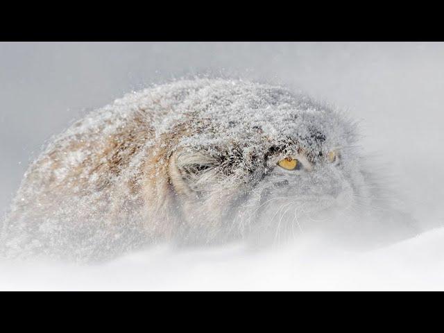 Pallas cat is a Rare, Elusive and very Secretive predator! A real steppe hermit!