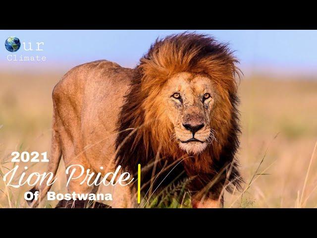Lion Pride of Bostwana 2022 | Bostwana Lion Pride Documentary 2022(English subtitles )- Nat Geo.