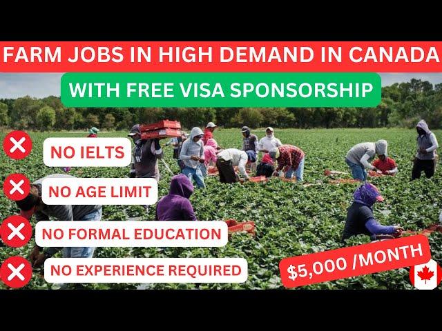 Farm Jobs In Canada With Free Visa Sponsorship In 2024 | No Education, No Experience Required