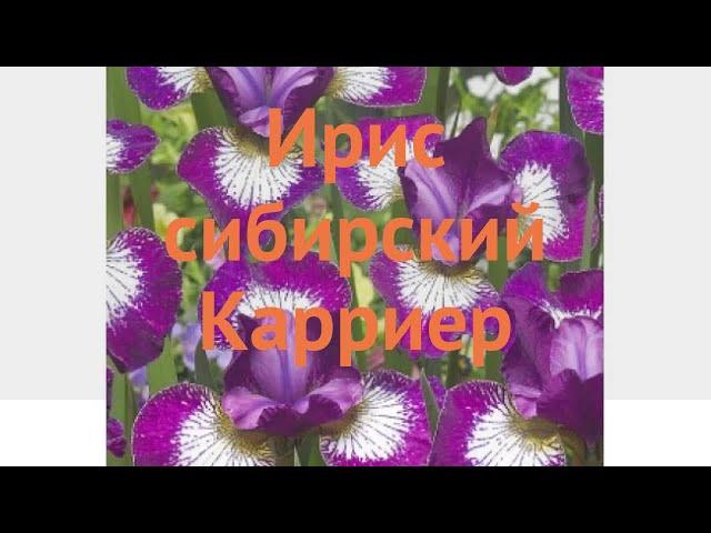 Ирис сибирский Карриер (iris sibirica)  Карриер обзор: как сажать, саженцы, луковицы ириса Карриер