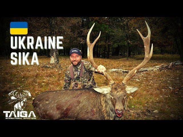 Manchurian Sika Deer Rut in Ukraine (Never Before Seen Footage)!!!