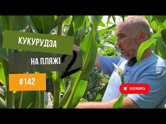 #142 "Пляжне землеробство". Кукурудза на пісках.  На полі з Юрієм Дробязко та Русланом Неродою Ч.2