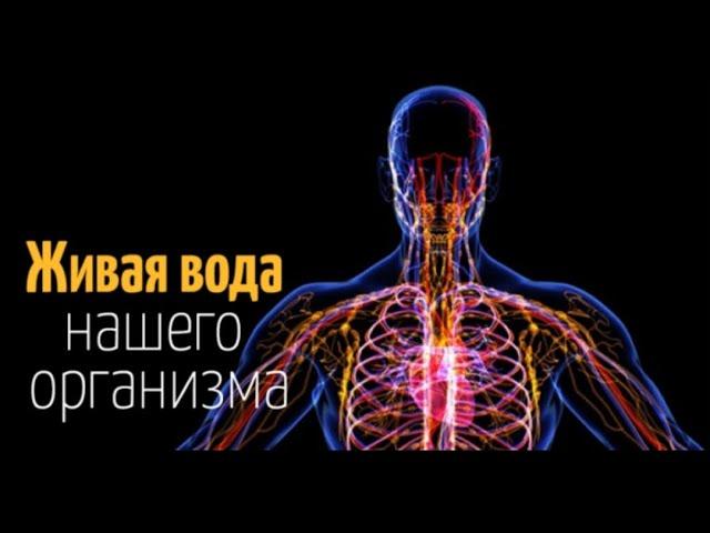 Лимфатическая система.  Немного о главном 