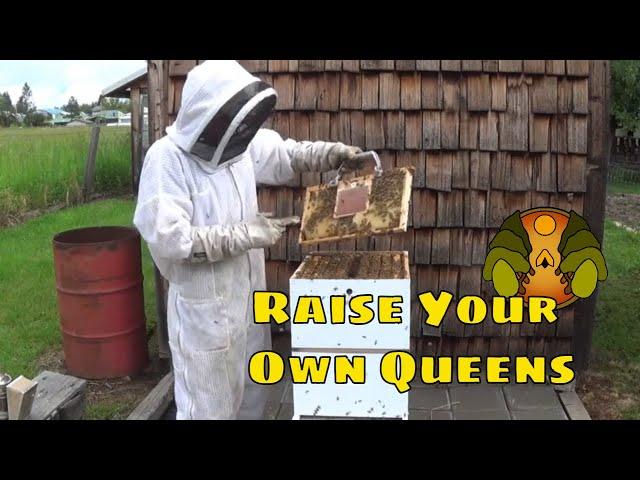 The Complete Nicot Queen Rearing System: A Step By Step Instructional Guide