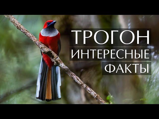 Трогон - интересные факты