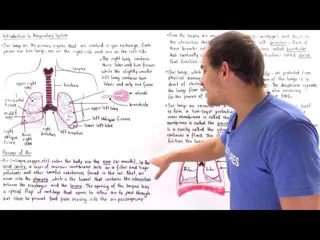 Introduction to Human Respiratory System