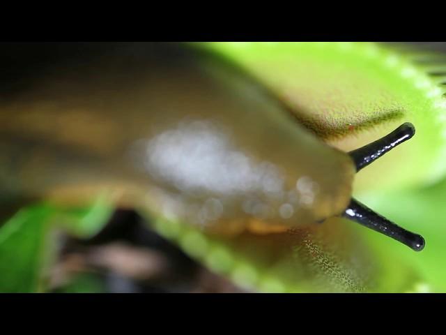 Venus Flytrap vs Giant Slug