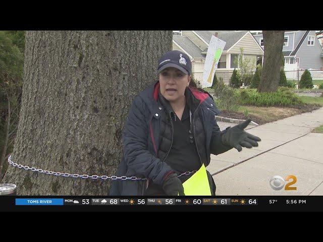 Woman chains herself to 80-year-old tree to prevent village from taking it down