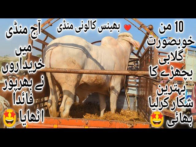 Bhains Colony Mandi Karachi Cattle Latest Rates Update 11 December 2024 | Cow Mandi 2025