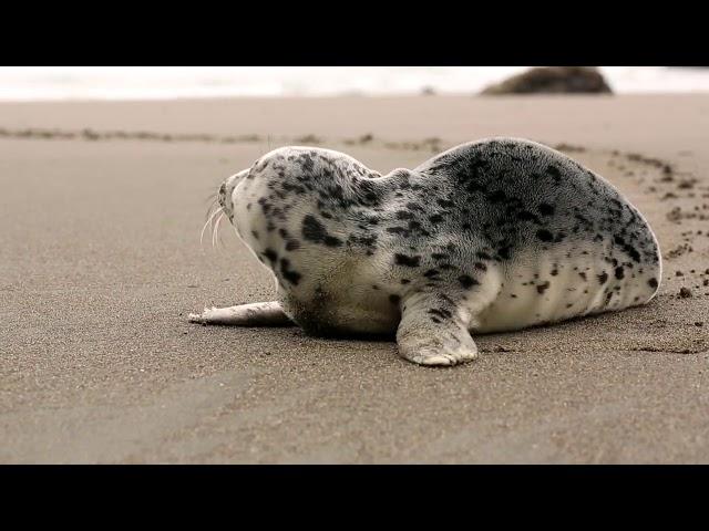 Seal On The Beach