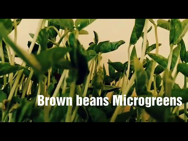 Brown beans Microgreens video..