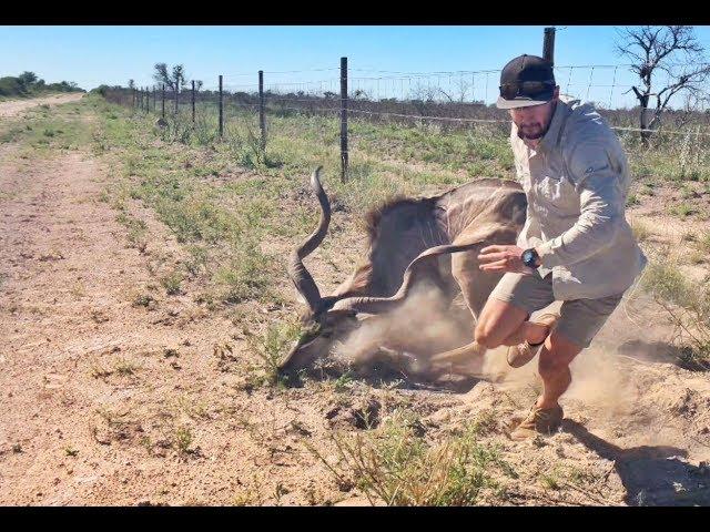 Kudu Rescue in Central Kalahari