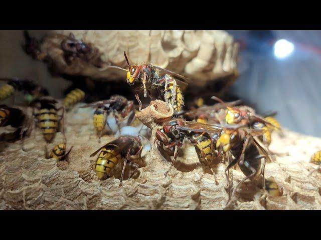 MASSIVE European Hornets Nest Removal | SWARM SLOW MO | See Hornets Building Nest From The INSIDE