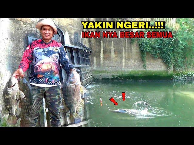 YAKIN NGERI Mancing di Spot ini strek ikan nila super babon berkali kali senar sampek bunyi cruit