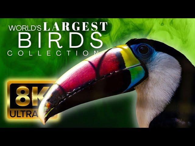 Most largest birds collection im 8k ultra hd hdr dolby video hdr10 4k bird world relaxing music