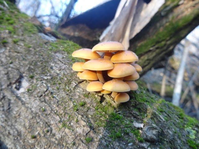 Зимние опята. Flammulina velutipes. Сбор грибов в Днепропетровской области. Декабрь 2015.