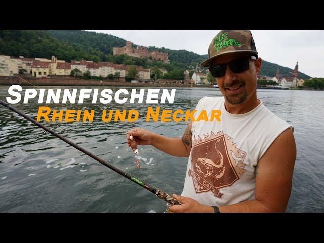 Welsangeln mit der Spinnrute in Deutschland | Rhein und Neckar | Gezielt Welse mit Gummifisch fangen