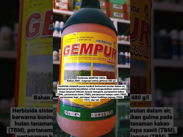 kalau kau ingat kepadaku, aku juga bakal ingat kepadamu  PESTISIDA (HERBISIDA GEMPUR 480SL)