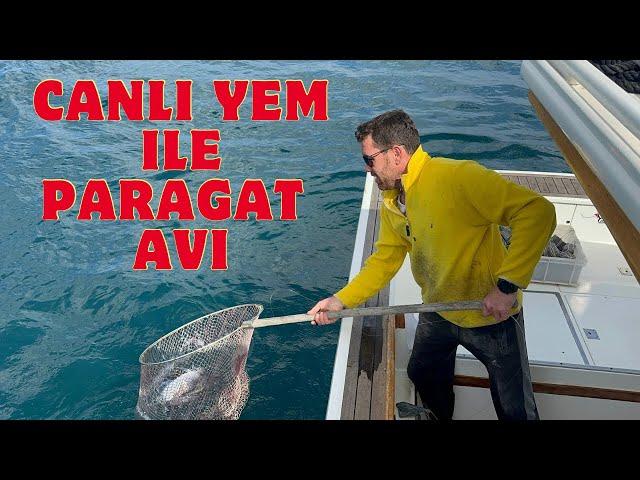 KISA BİR TEKNE BAKIMI VE SONRASI HEMEN PARAGAT AVI !!! CANLI YEM İLE PARAGAT AVI