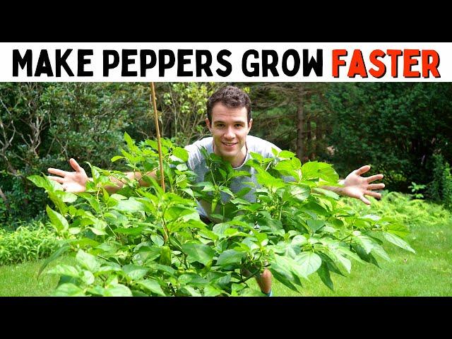 Make Peppers Grow Faster! (Improve Growth & Ripening Rates) - Pepper Geek