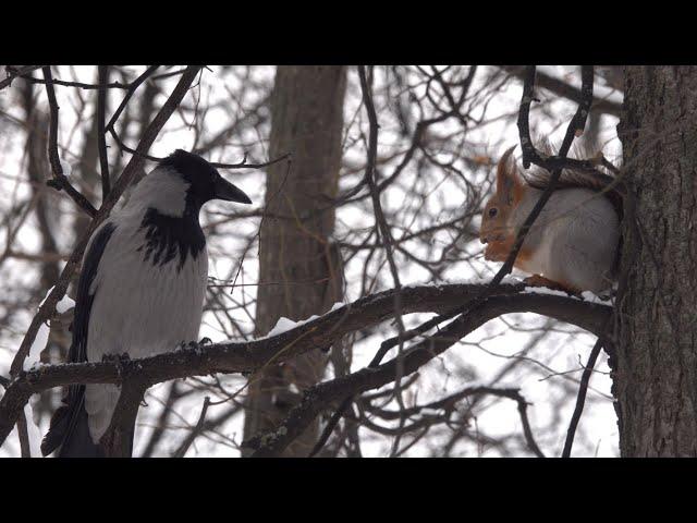 Белка и ворона. Небольшая зарисовка / Squirrel and crow. A small sketch