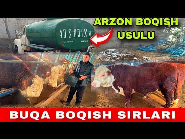 ARZON BUQA BOQISH USULI UYDAGI BIZNEZ