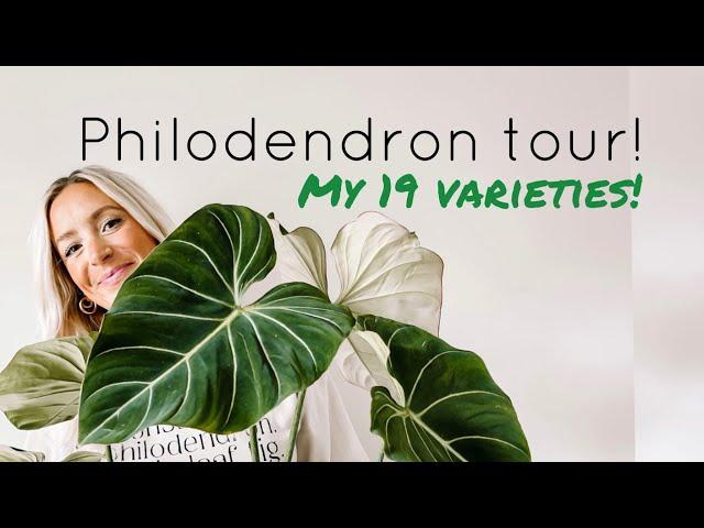 How many are you adding to your list?! All of my philodendrons in one video!