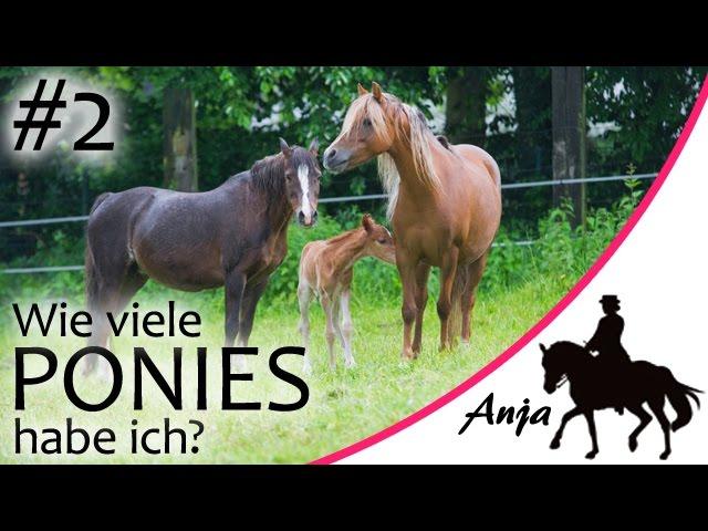 [STORY] Wie viele Ponies habe ich? Teil #2