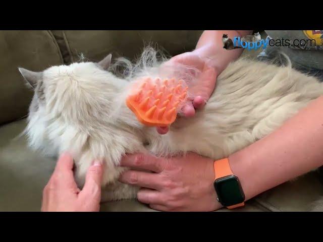 Stop the Shedding Madness! Bailey Brush: The Secret Weapon for Happy Cats and Clean Homes