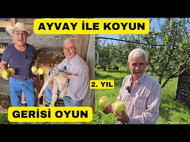 İNANAMADIM! AYVADAN DA KOYUNDAN DA KAZANIYOR (Ayva Bahçesi 2. Yıl)