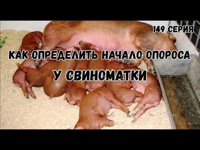 Как определить начало опороса у свиноматки.