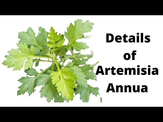 product information of Artemisia Annua | All Details| Benefits will amaze you