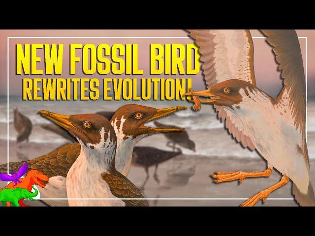 Janavis | New Fossil Bird Overturns Over a Century of Knowledge on Bird Evolution | Paleo News 2022