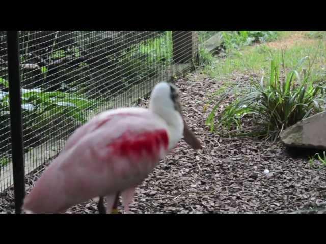 DSLR video Nikon D5200 - Birds at the National Zoo (DC)