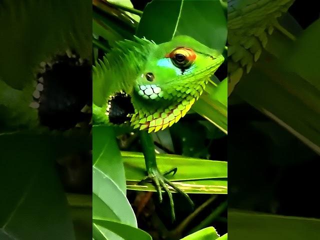 Green Garden Lizard #   # SUBSCRIBE # short