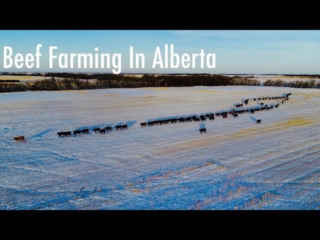 Beef Cattle Farming Alberta Canada